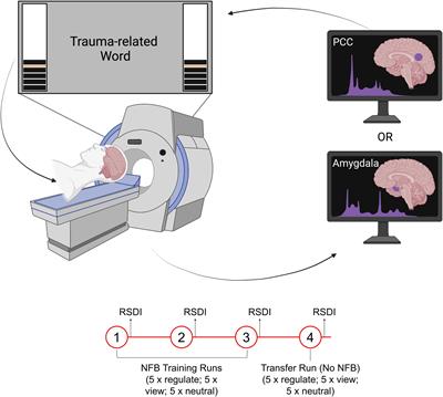 A tale of two targets: examining the differential effects of posterior cingulate cortex- and amygdala-targeted fMRI-neurofeedback in a PTSD pilot study